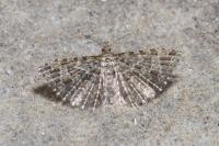 Alucita huebneri