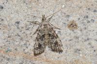 Alucita hexadactyla