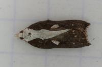 Acleris cristana