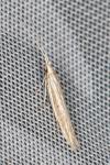 Coleophora