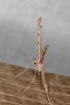 Agdistis tamaricis