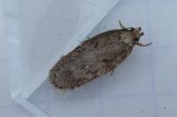 Depressaria albipunctella