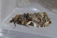 Phtheochroa rugosana