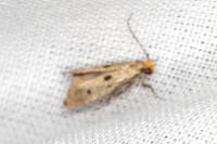 Tinea trinotella
