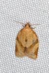 Clepsis consimilana