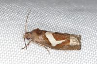 Epiblema foenella