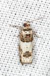 Epinotia thapsiana