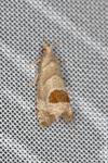 Notocelia uddmanniana