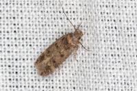 Bryotropha
