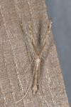 Agdistis tamaricis