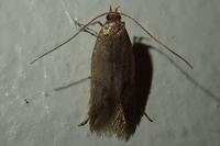 Borkhausenia nefrax