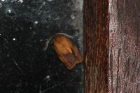 Cacoecimorpha pronubana