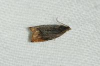 Ancylis upupana