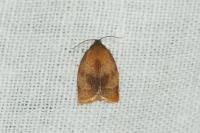 Cacoecimorpha pronubana