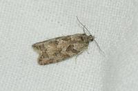 Cnephasia