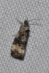Endothenia gr. gentianaeana