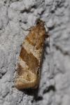 Argyrotaenia ljungiana