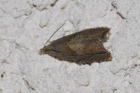 Dichrorampha