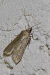 Acompsia