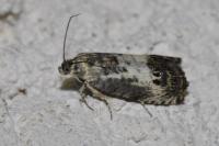 Pammene fasciana
