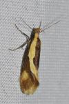 Harpella forficella