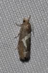 Epiblema foenella