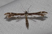 Oxyptilus