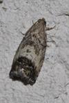 Cydia splendana