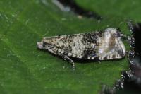 Celypha lacunana