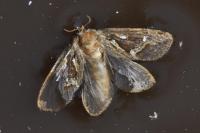 Korscheltellus fusconebulosus