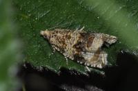 Celypha lacunana
