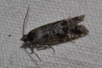 Rhyacionia pinivorana