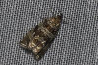Celypha rivulana