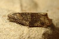 Syndemis musculana