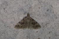 Alucita hexadactyla