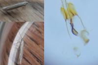 Coleophora otidipennella