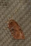 Agonopterix purpurea