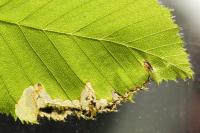 Paracrania chrysolepidella