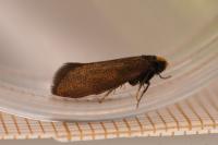 Incurvaria koerneriella
