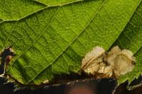 Paracrania chrysolepidella