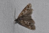 Rhyacionia pinivorana