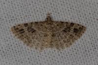 Alucita hexadactyla