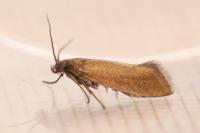 Glyphipterix fuscoviridella