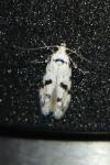 Stenolechiodes pseudogemmellus