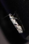 Stenolechiodes pseudogemmellus
