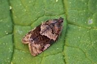 Syndemis musculana