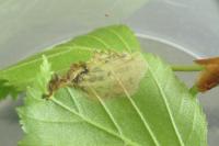 Eriocrania