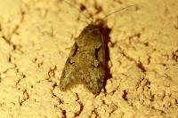 Semioscopis steinkellneriana