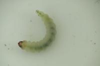 Eriocrania