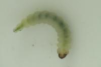 Eriocrania